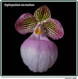 paph micranthum.jpg